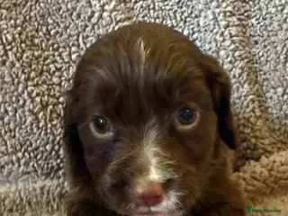Cocker Spaniel dogs Beautiful Cocker Spaniels - Advert 5