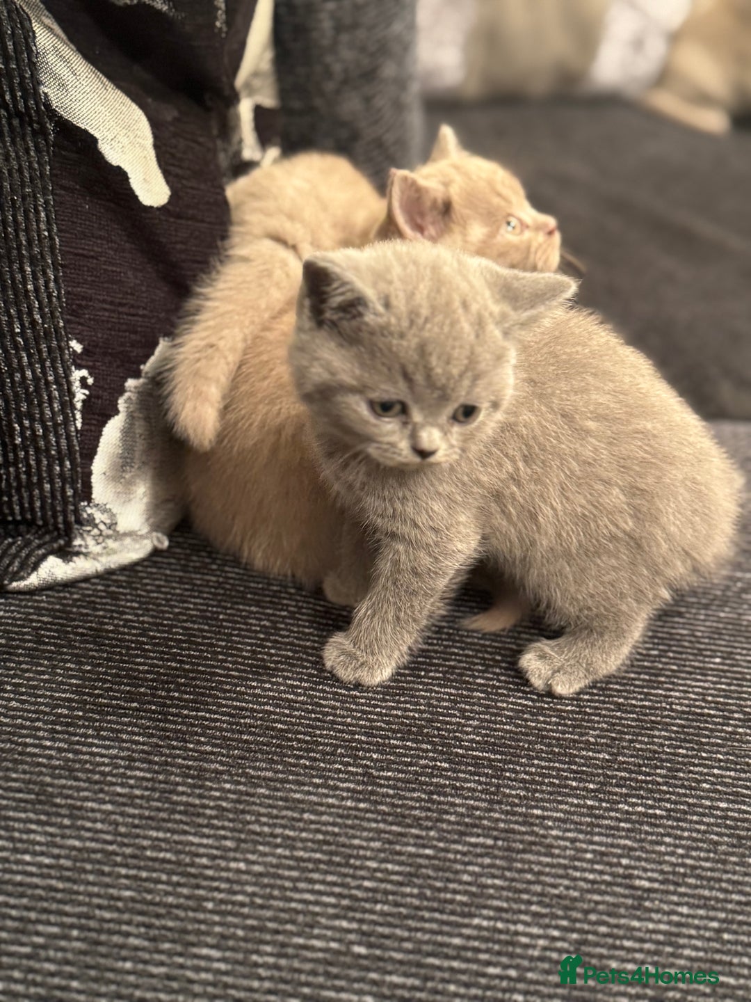 British Shorthair cats for sale: Lovely British shorthair Kitten  - Advert 15