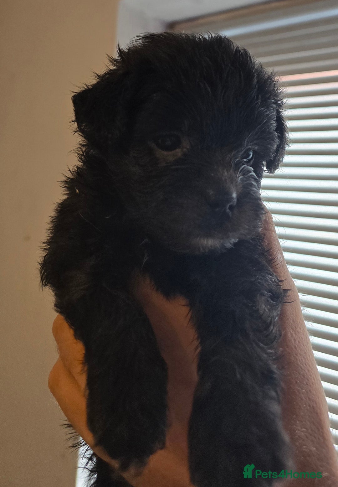 Mixed Breed dogs for sale: Mixed breed puppies. - Image 3