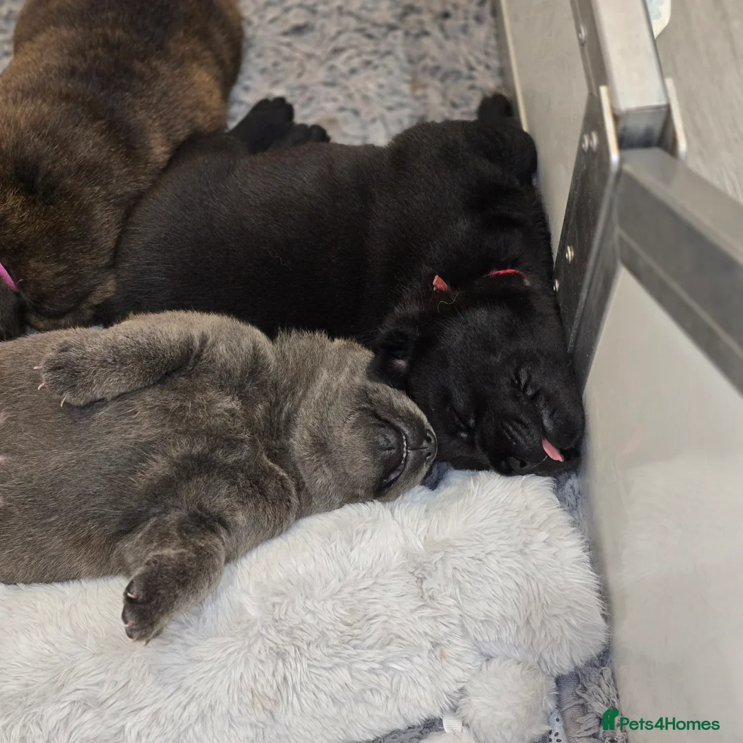 Mixed Breed dogs for sale: Chaffy puppies - Advert 19