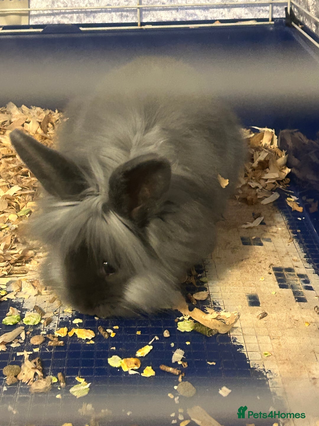 Lionhead rabbits for sale: Lion head buck young rabbit  - Advert 1