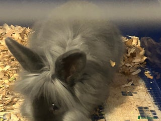 Lionhead rabbits Lion head buck young rabbit - Advert 1