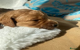 Mini Goldendoodle dogs for sale: 8 Lovingly Raised Miniature Goldendoodles  - Image 14