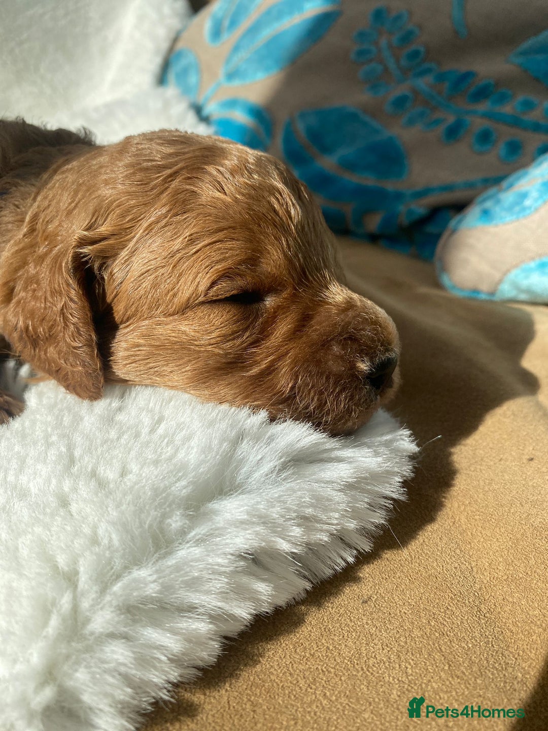 Mini Goldendoodle dogs for sale: 8 Lovingly Raised Miniature Goldendoodles  - Image 14
