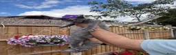 Maine Coon cats for sale: 2 female kittens Maincoon and British shorthair  - Advert 12