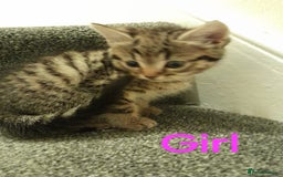 British Shorthair cats for sale: 4 beautiful kittens for sale - Image 2