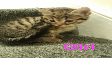 British Shorthair cats - Advert 1