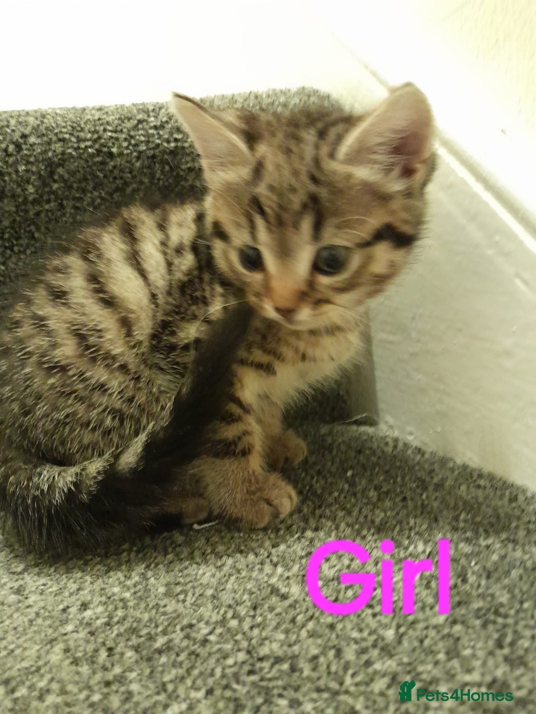 British Shorthair cats for sale: 4 beautiful kittens for sale - Image 2