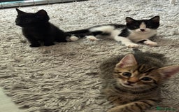 British Shorthair cats for sale: Kittens Ready to go  - Image 5