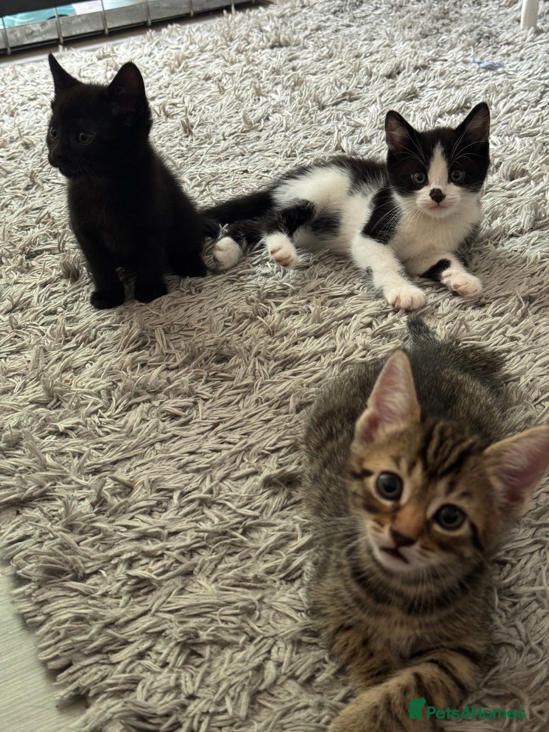 British Shorthair cats for sale: Kittens Ready to go  - Image 5