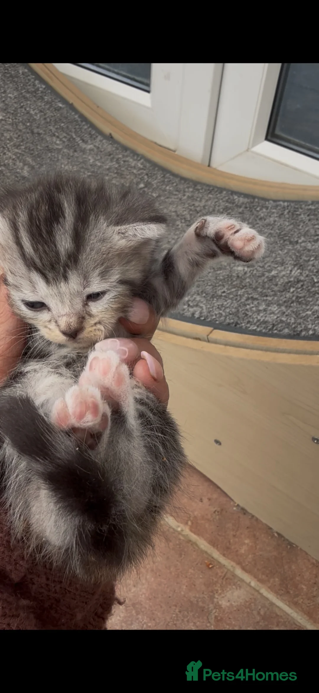 Norwegian Forest Cat cats for sale: 10 stunning family raised kittens - Advert 2