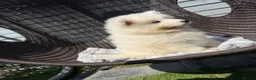 Samoyed dogs for sale: Beautiful Samoyed Puppies .    - Advert 11