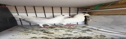 Pigeons birds for sale: Roller and flyer for sale in Dagenham - Advert 4