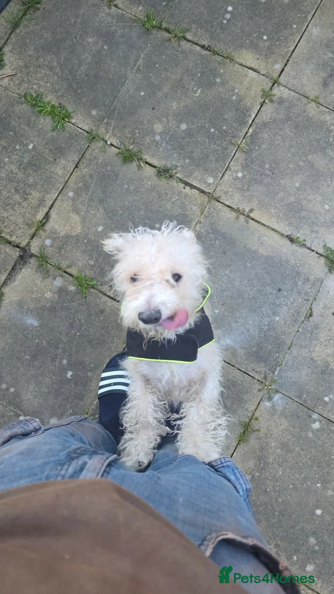 Mixed Breed dogs for sale: Sweet dog looking for a home. - Advert 2