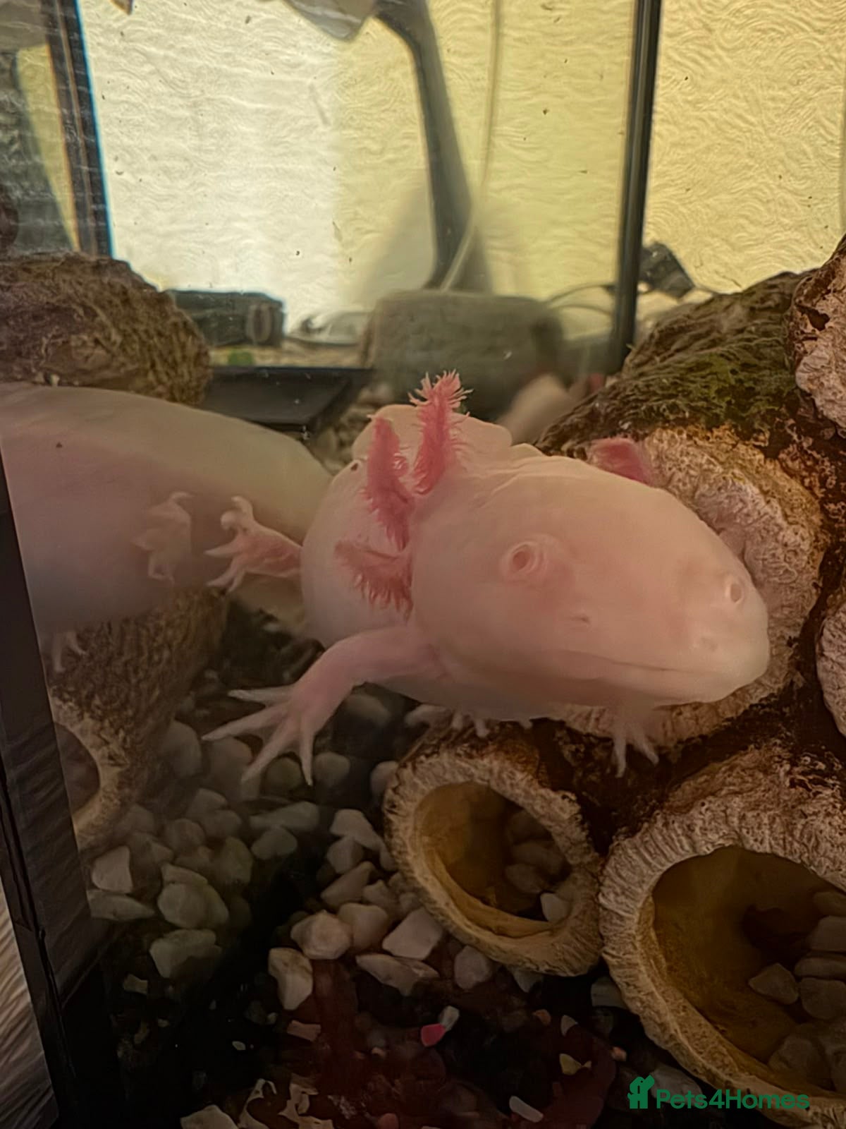 Other/Mixed Breed fish Axelots - Advert 15