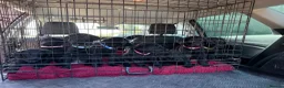 Labrador Retriever dogs for sale: Two left. Beautiful Black Labrador pups.  - Advert 7