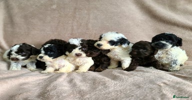 Cockapoo dogs - Advert 1