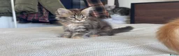 Maine Coon cats for sale: Maine Coon active kittens - Advert 4