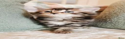 Maine Coon cats for sale: 🐾 Beautiful Maine Coon Kittens 🐾 - Advert 35