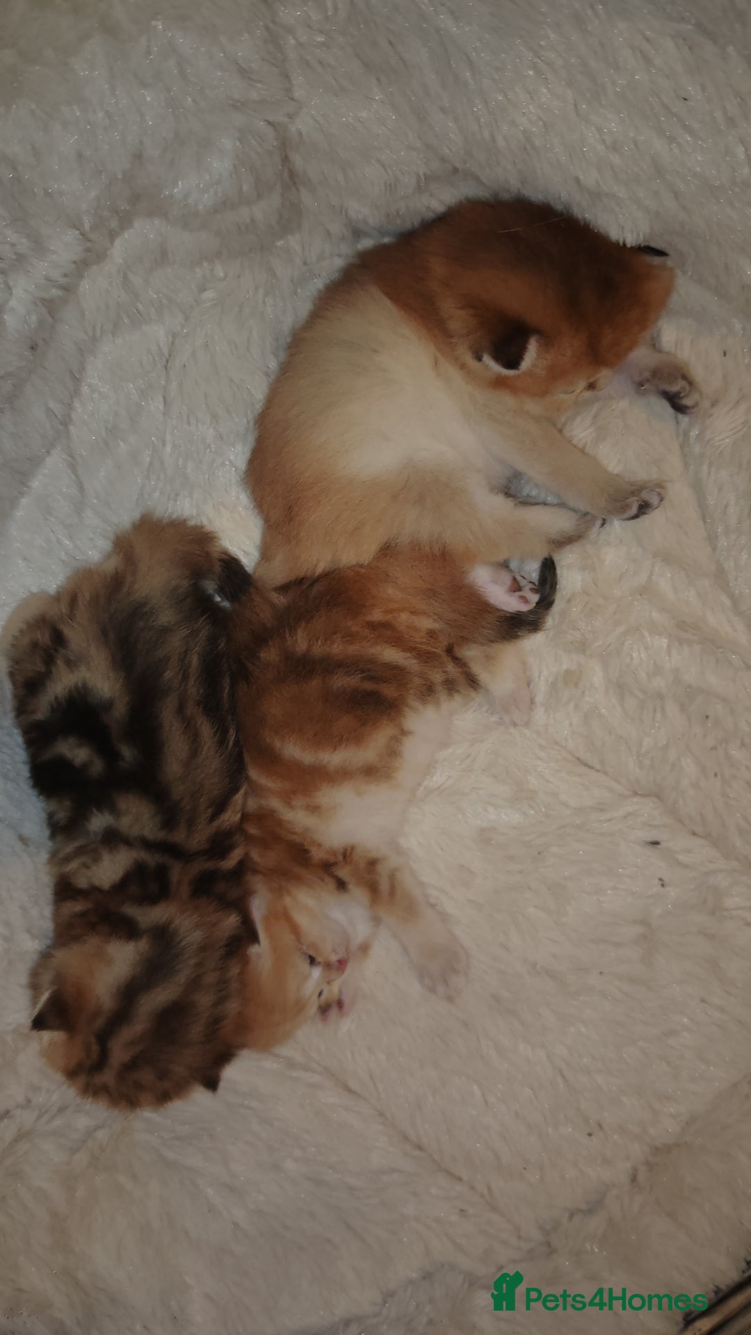 British Shorthair cats for sale: Stunning pedigree BSH Golden black Chinchilla  - Advert 11