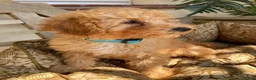 Cavapoochon dogs for sale: Gorgeous F1b Cavapoochon puppies - Advert 13
