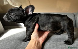 French Bulldog dogs for sale: KC, standard colours French Bulldog puppies🐾 - Image 27