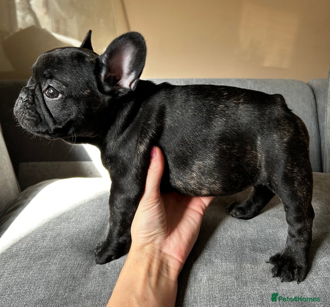 French Bulldog dogs for sale: KC, standard colours French Bulldog puppies🐾 - Image 27