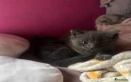 Ragdoll cats for sale: 2 adorable 1/4 ragdoll kittens available  - Image 4