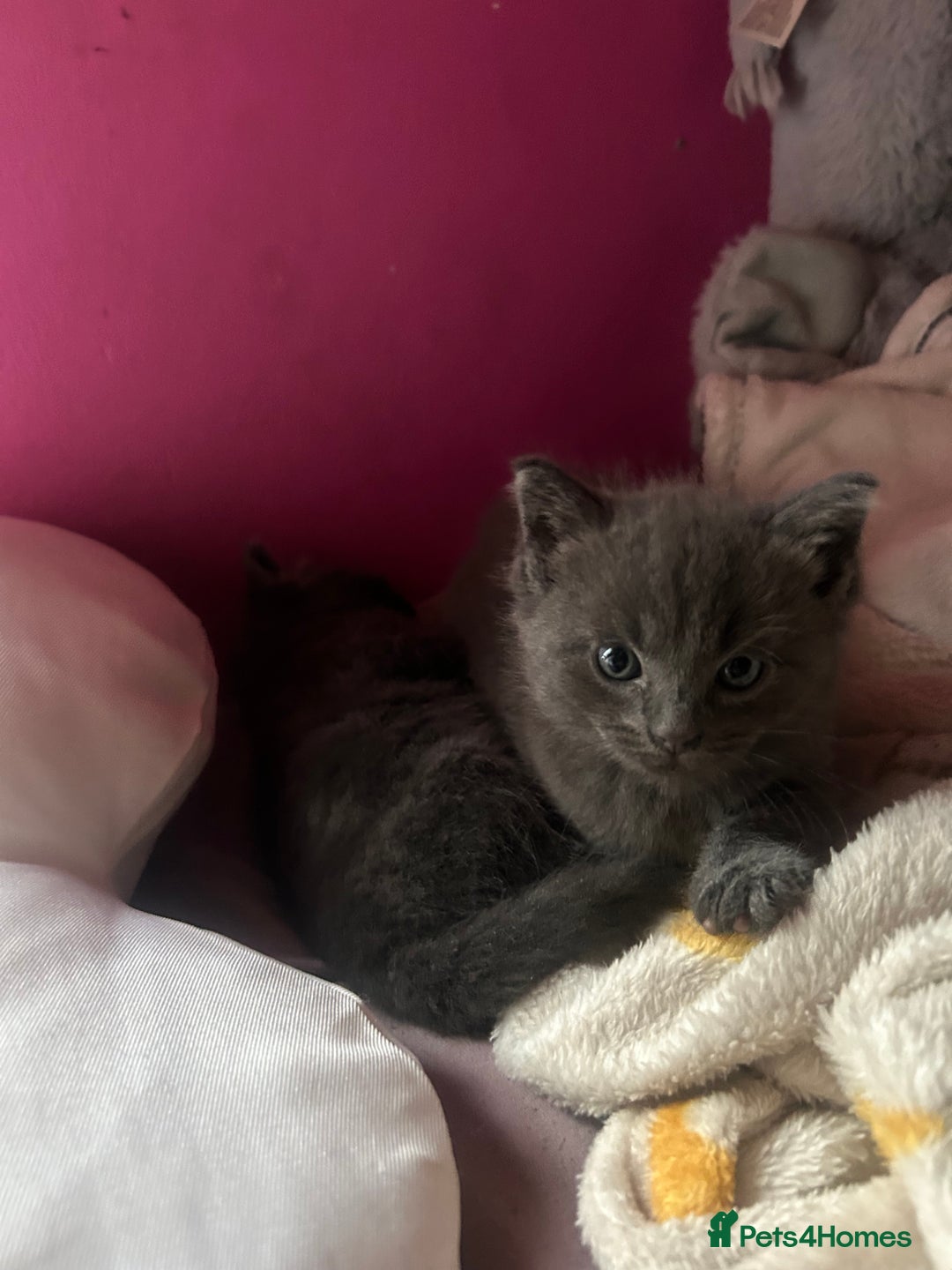 Ragdoll cats for sale: 2 adorable 1/4 ragdoll kittens available  - Image 4