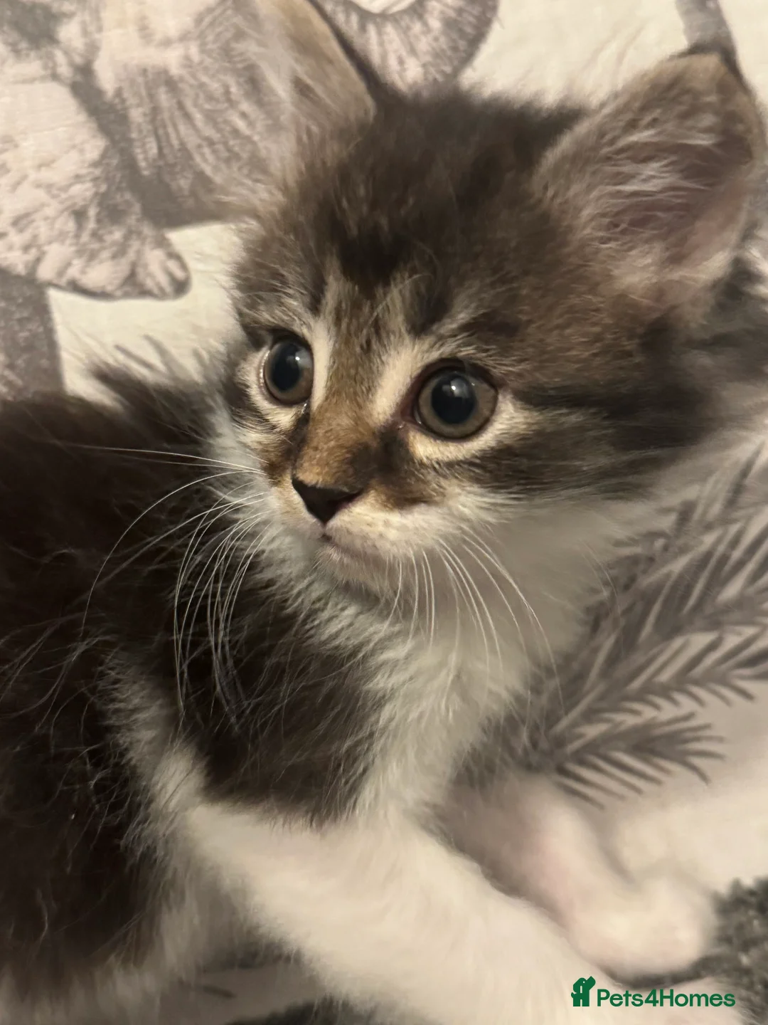 Mixed Breed cats for sale: 3/4 Maine coon long haired  - Advert 8