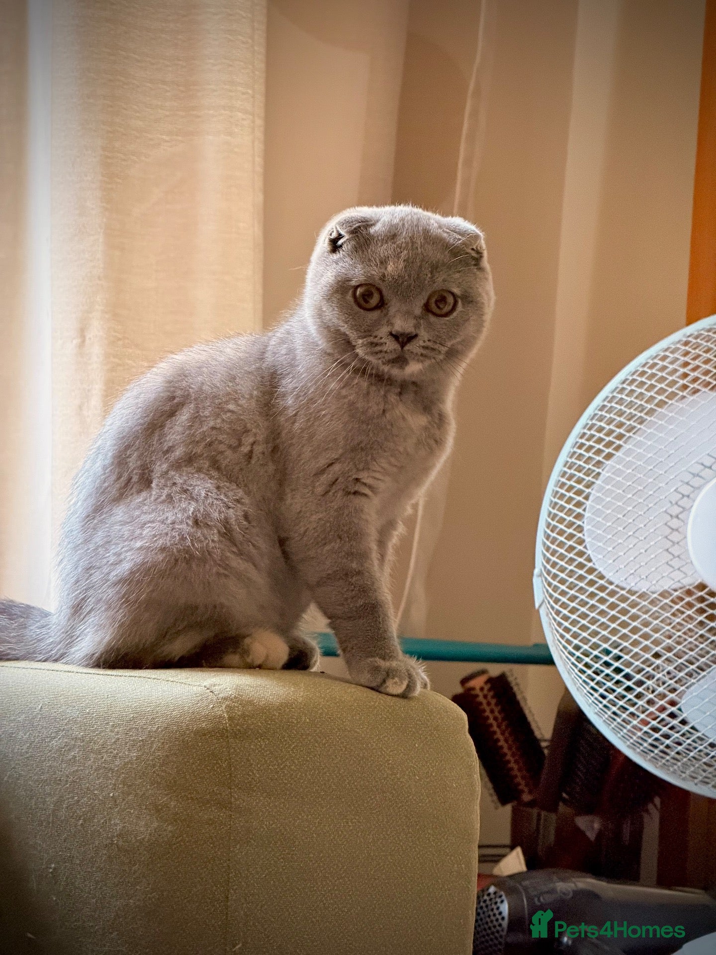 Scottish Fold cats Luxury Scottish folded NY12 ready to going.  - Advert 9