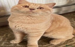 British Shorthair cats for sale: Rehoming Our Precious British Shorthair Cats - Advert 8