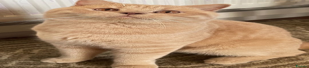 British Shorthair Kitten 1