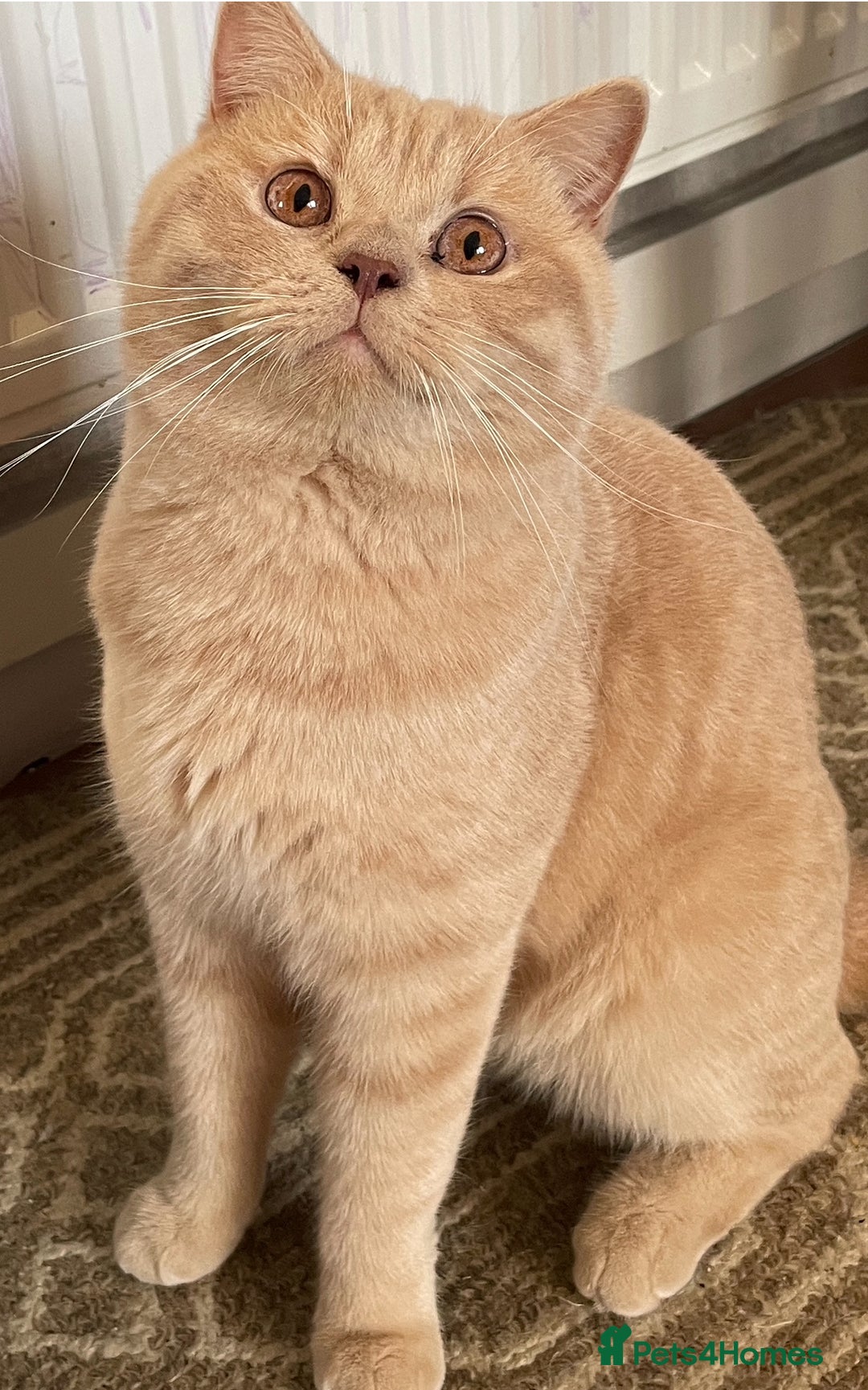British Shorthair cats for sale: Rehoming Our Precious British Shorthair Cats - Advert 8