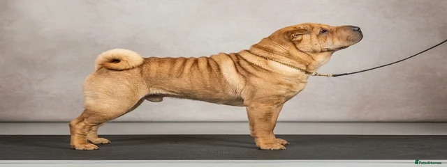 Maverick