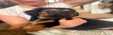Black and Tan Girl 