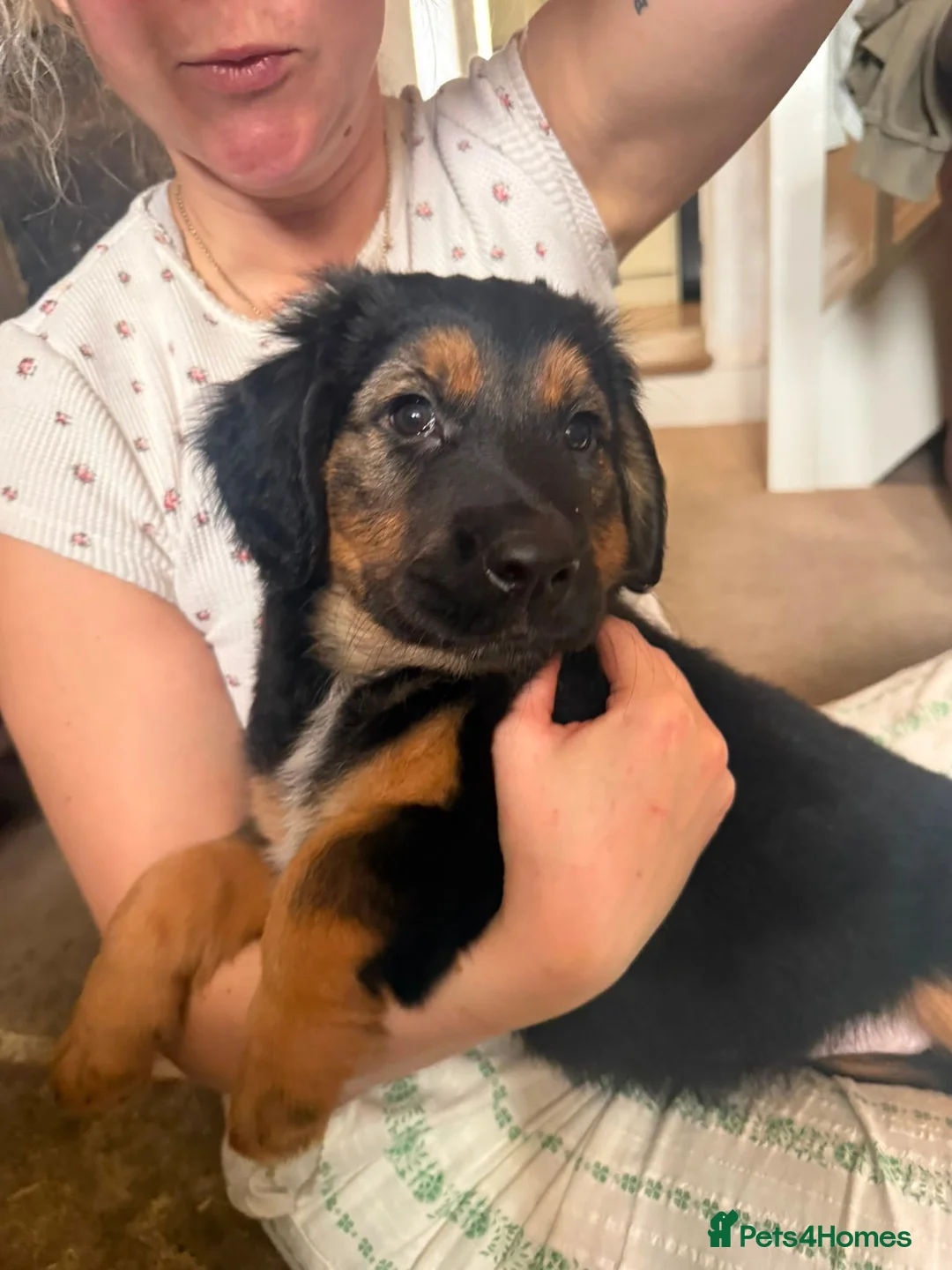 Mixed Breed dogs for sale: German Shepherd x Springer Spaniel puppies - Advert 2