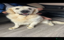Golden Retriever dogs for stud: KC English CREAM retriever STUD…. - Image 7