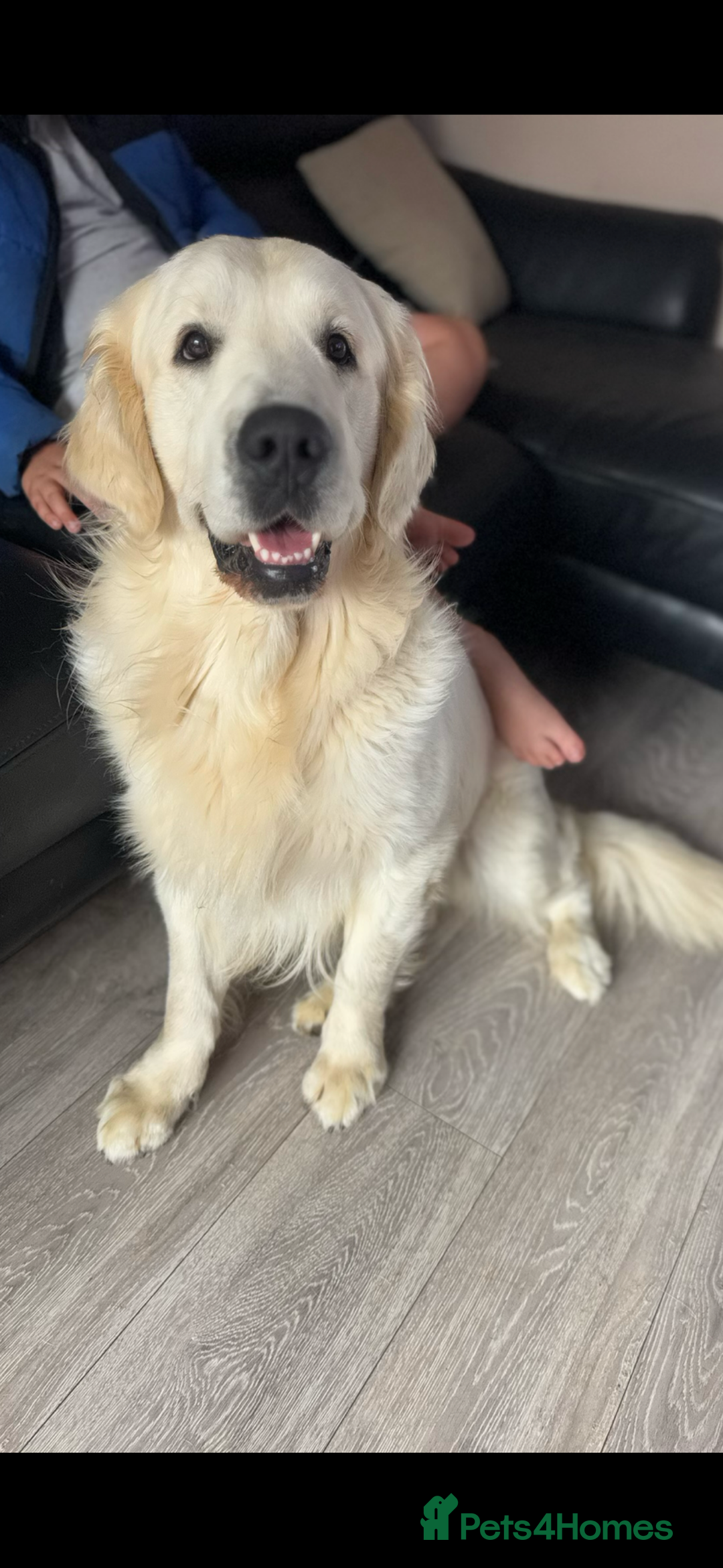 Golden Retriever dogs for stud: KC English CREAM retriever STUD…. - Image 7