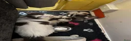 Ragdoll cats for sale: Ragdoll kittens  in Petersfield - Advert 8
