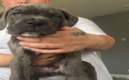 Cane Corso dogs for sale: Beautiful Cane Corso puppies for sale  - Image 29