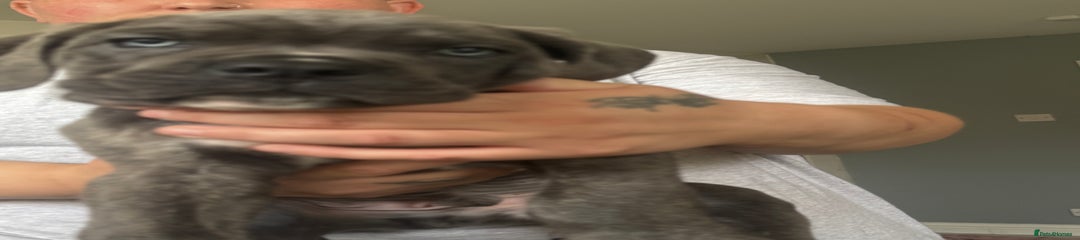 Cane Corso Puppy 4