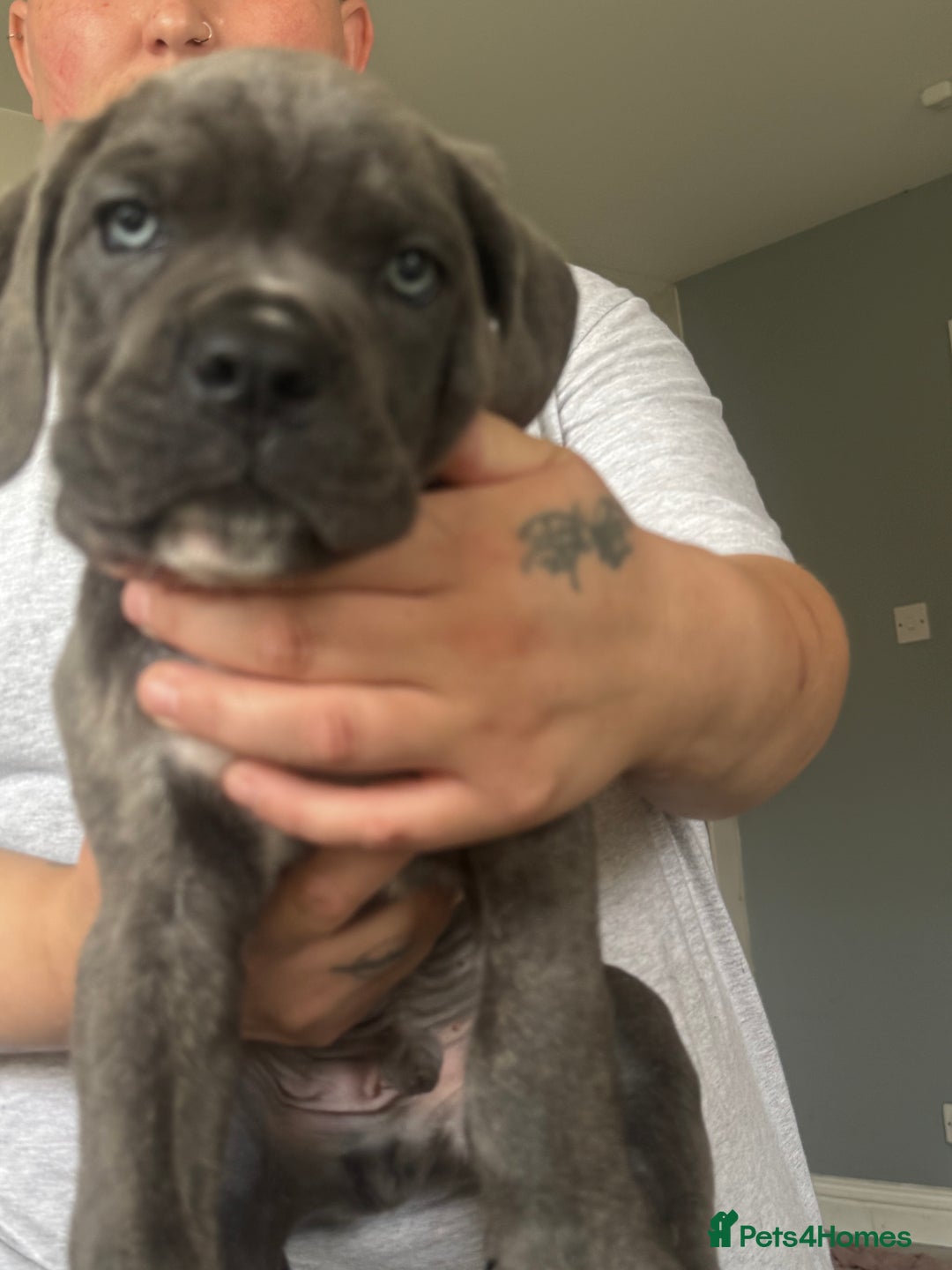 Cane Corso dogs for sale: Beautiful Cane Corso puppies for sale  - Image 29