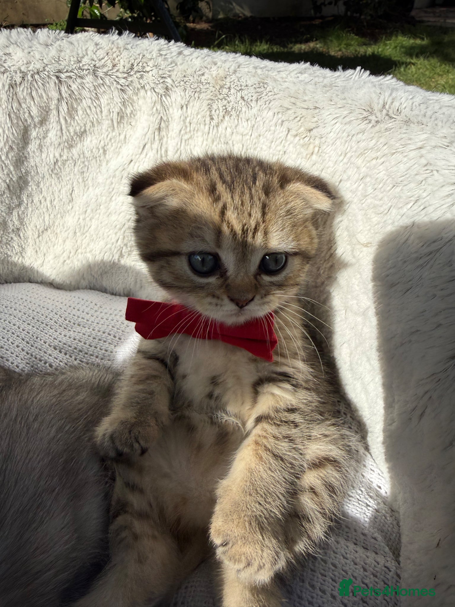 Scottish Fold cats Beautiful Scotish fold girl - Advert 2