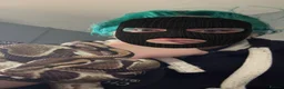 Python Snake reptiles for sale: Ball python  in Uxbridge - Advert 2
