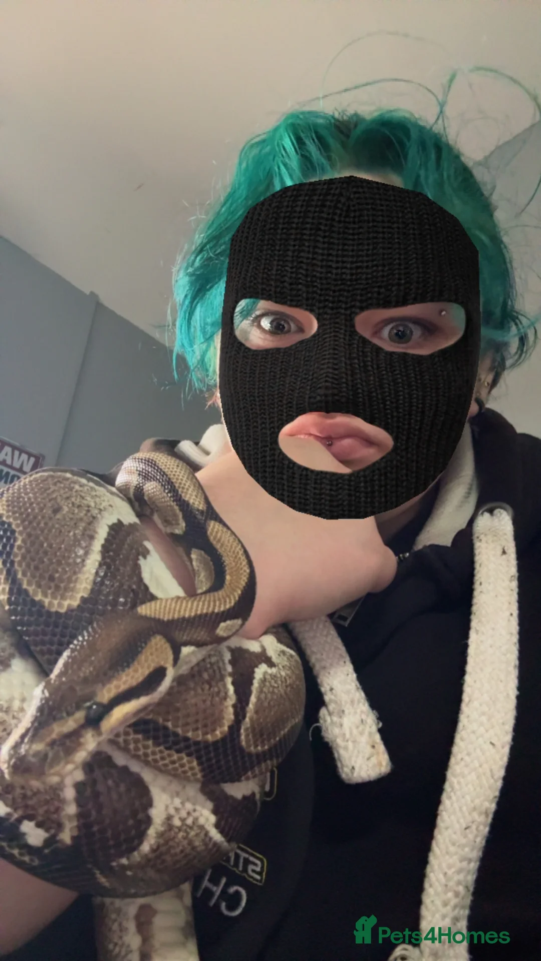 Python Snake reptiles for sale: Ball python  in Uxbridge - Advert 2
