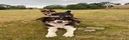 Border Collie dogs for sale: Beautiful collie Bitch - Advert 1