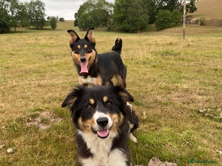 Border Collie dogs Beautiful collie Bitch - Advert 1