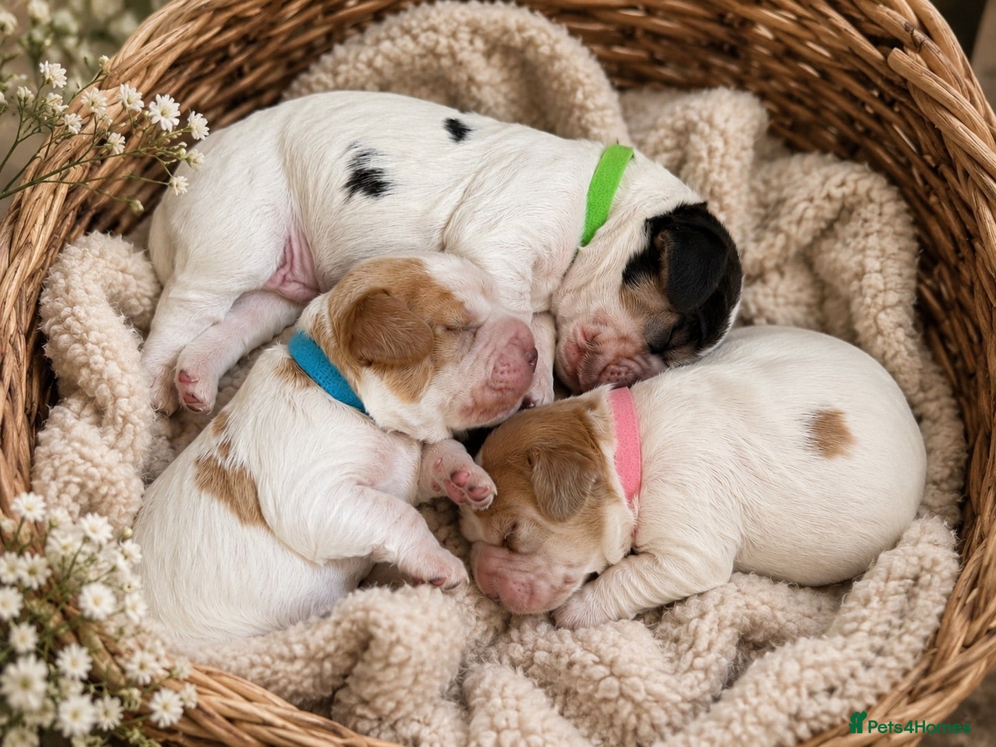 Cocker Spaniel dogs 🐶🐾KC show-type cocker spaniel puppies 🐶🐾 - Advert 9