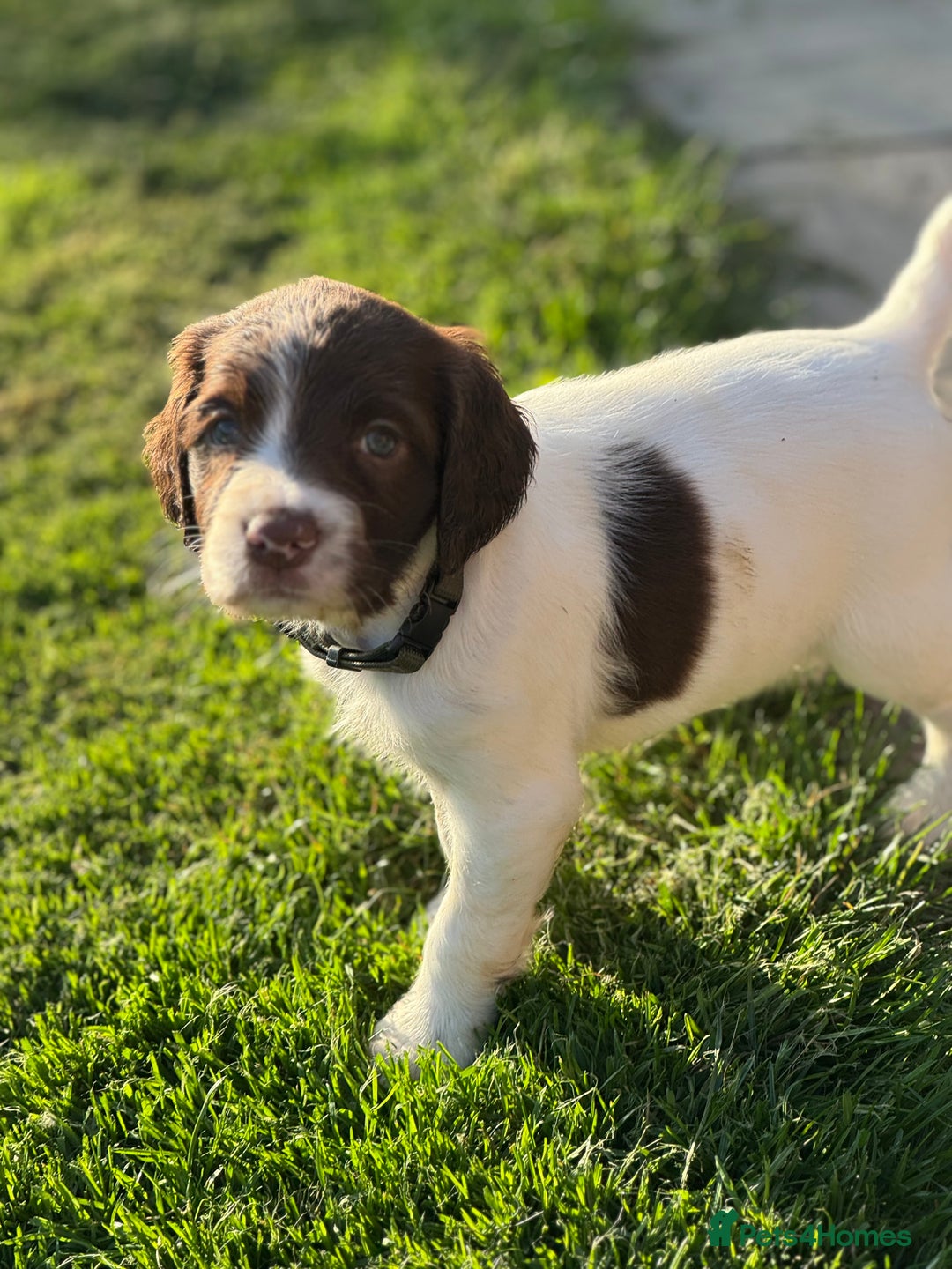 English Springer Spaniel dogs for sale: KC Registered Working Springer Spaniels  - Image 24